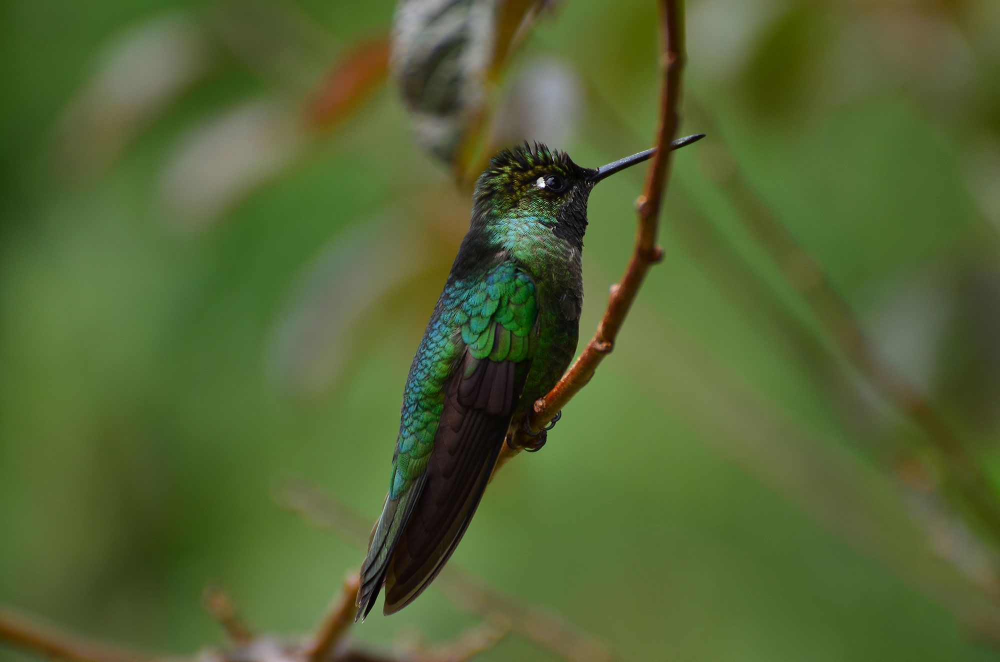 Cloudforest-Hummingbirds