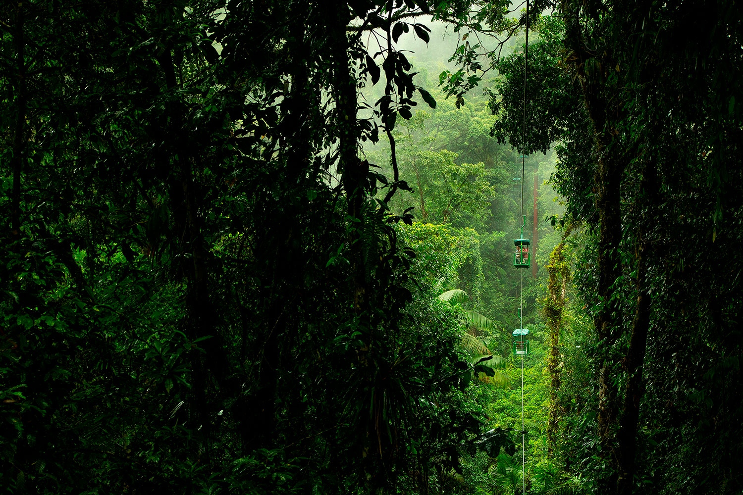 Lush-rainforest-tram-experience