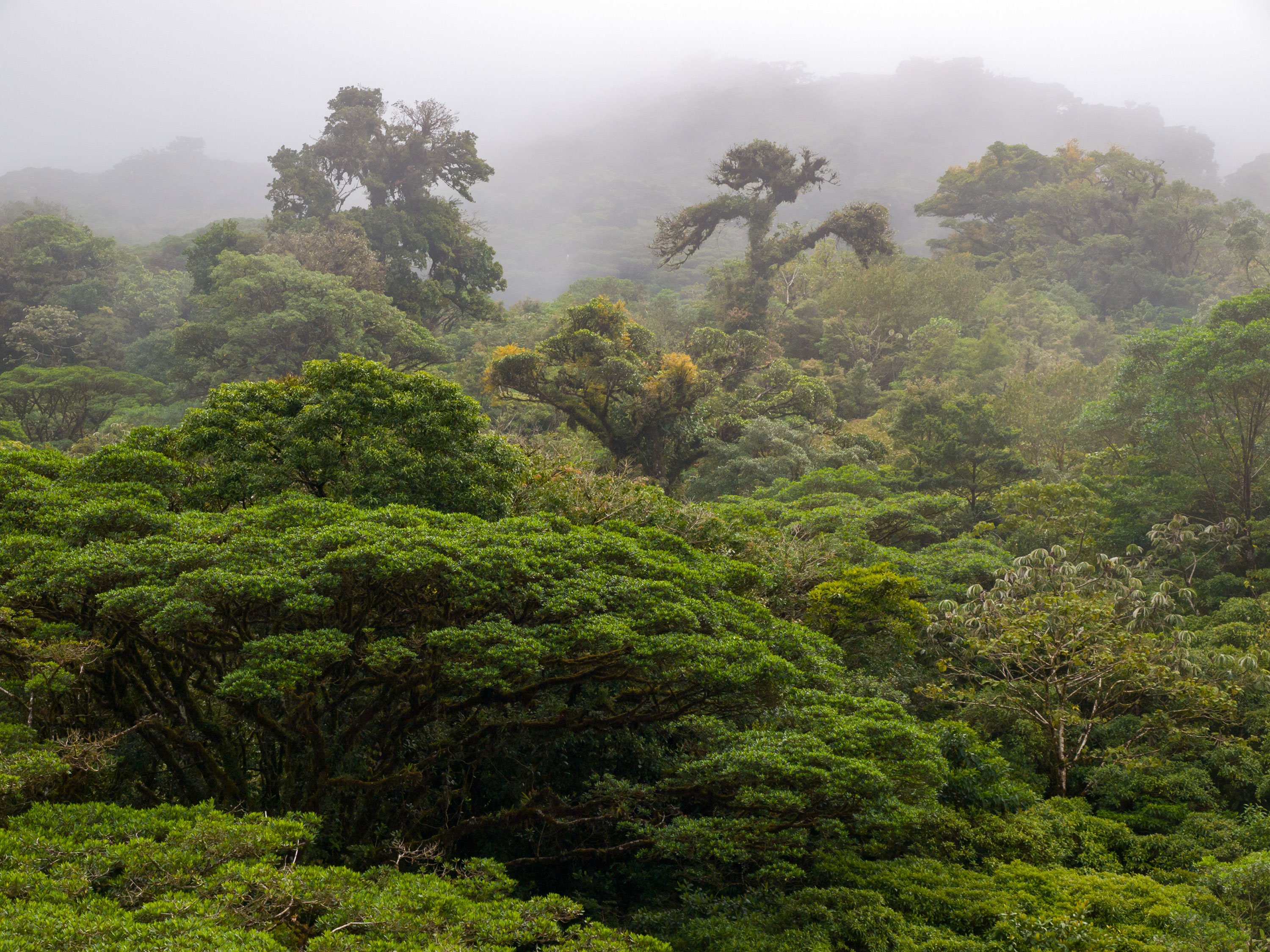 Monteverde-Cloudforest 