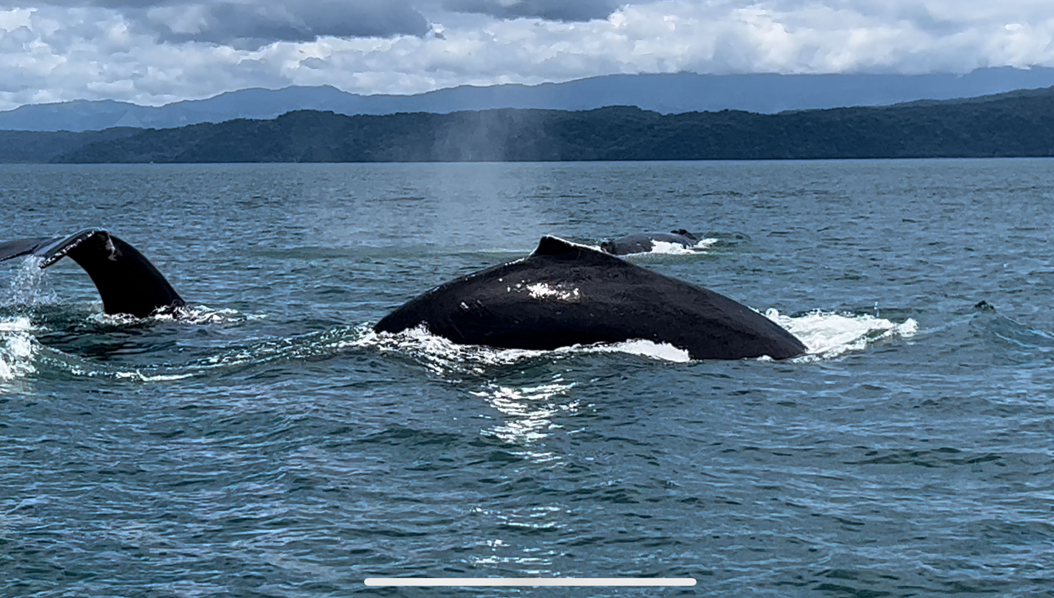Whale-Season--GolfoDulce-CostaRica