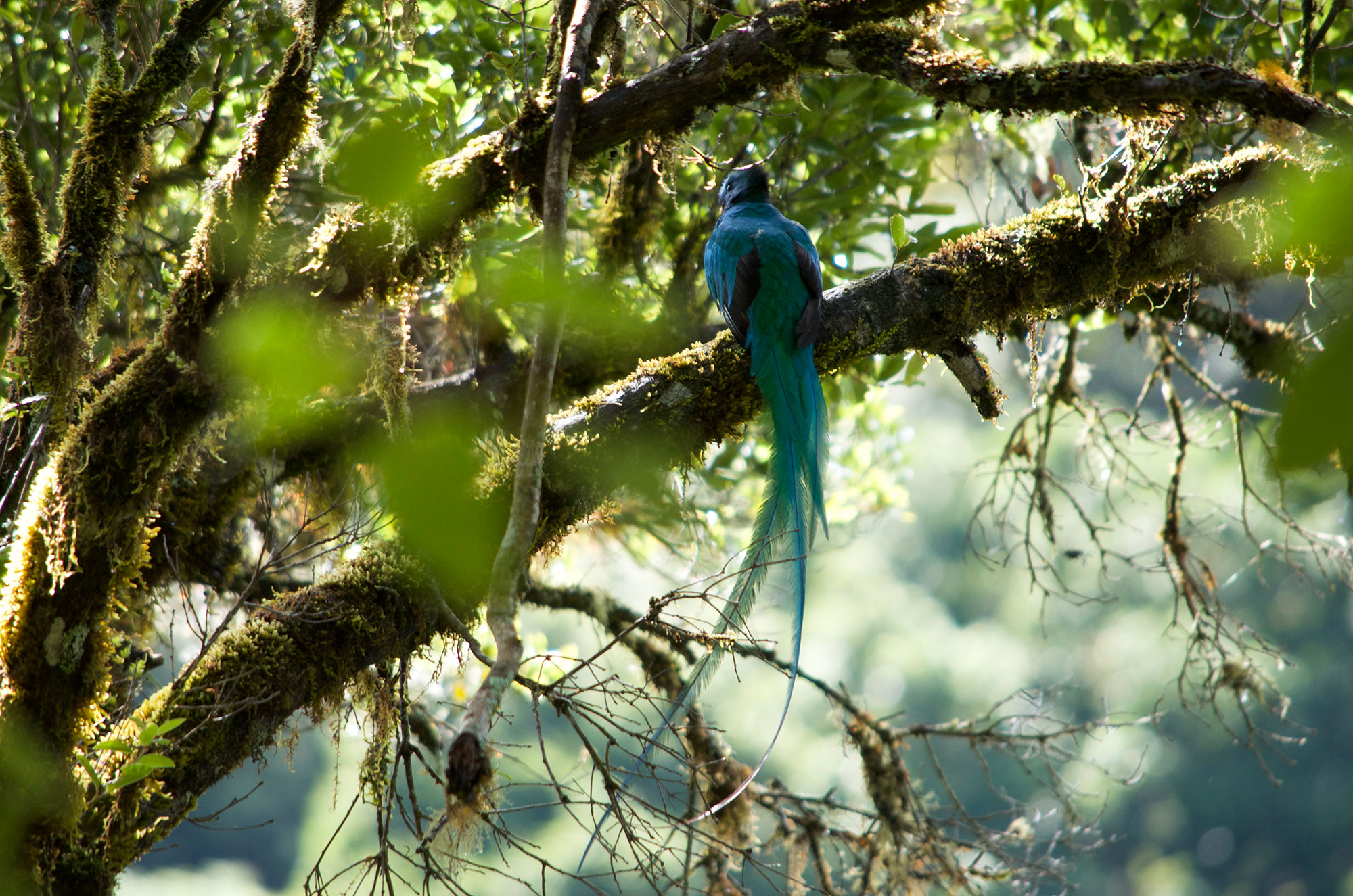 Quetzal-highlands-cloudforest