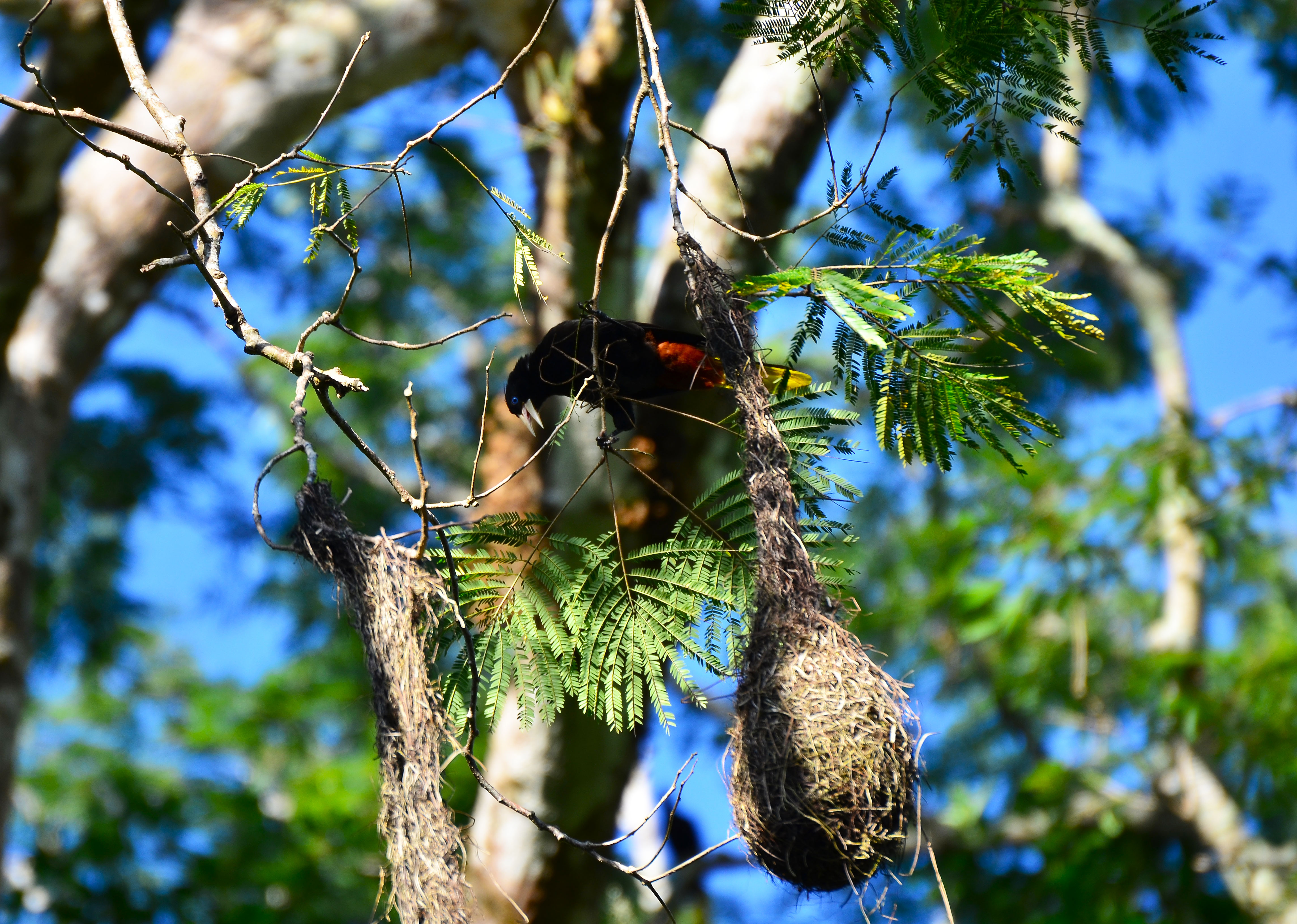 Montezuma-oropendula-nesting