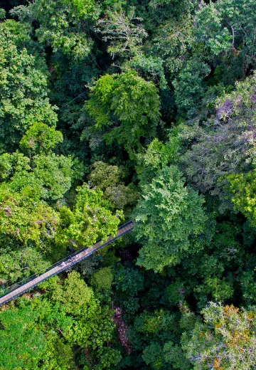 Suspension Bridge at El Remanso