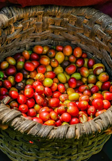 Coffee bean, coffee plantation experience Costa Rica