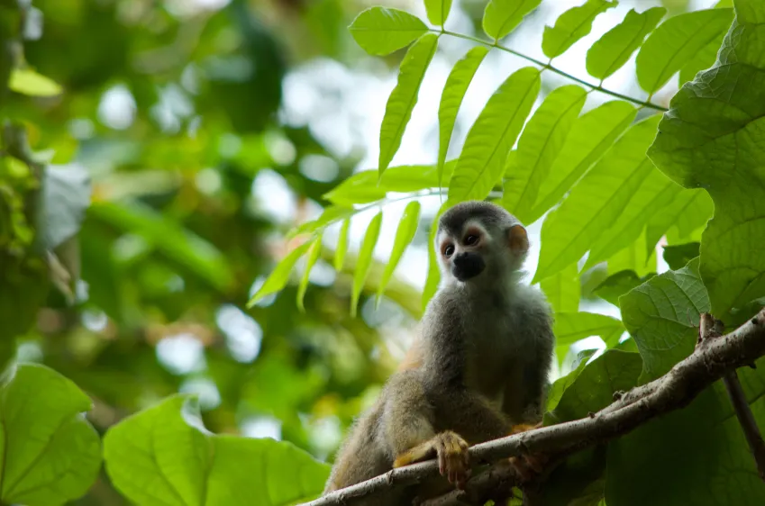 Titi Monkey